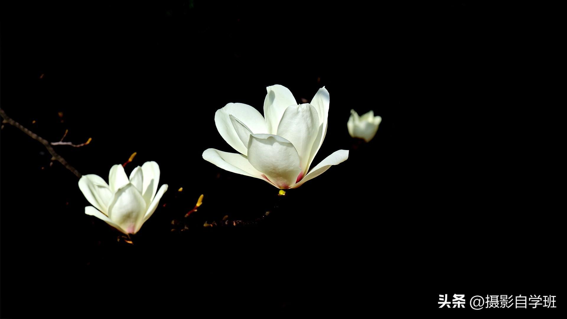 黑背景花朵照片,你会拍吗,手机摄影参数该怎么调节-今日头条