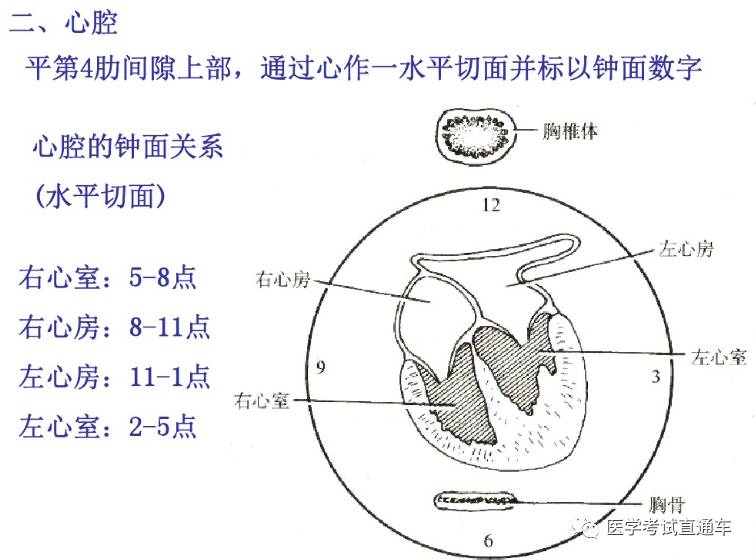 解剖学—脉管系统（一）心的构造