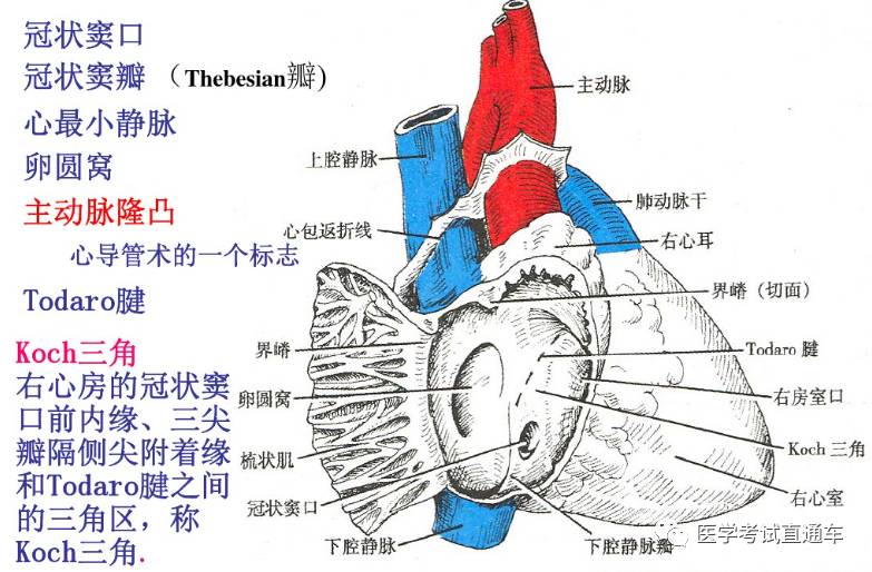 解剖学—脉管系统（一）心的构造