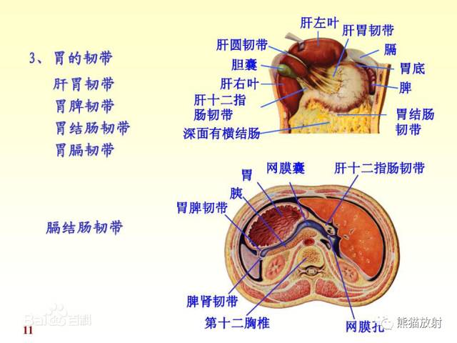 【解剖】腹膜及腹膜腔(经典讲解汇总) 