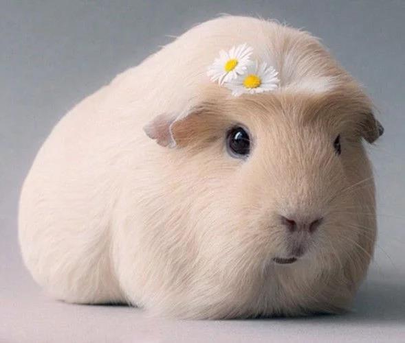 地球上最可爱几种鼠类,谁说鼠类样子会吓人,它们就很萌 - 好网角收藏