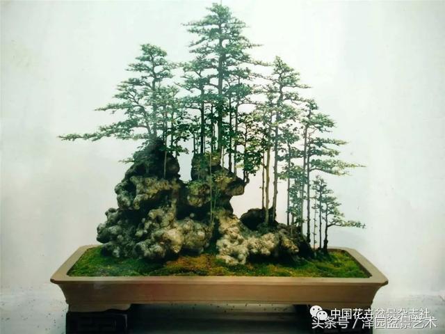 经典且风格迥异的丛林盆景