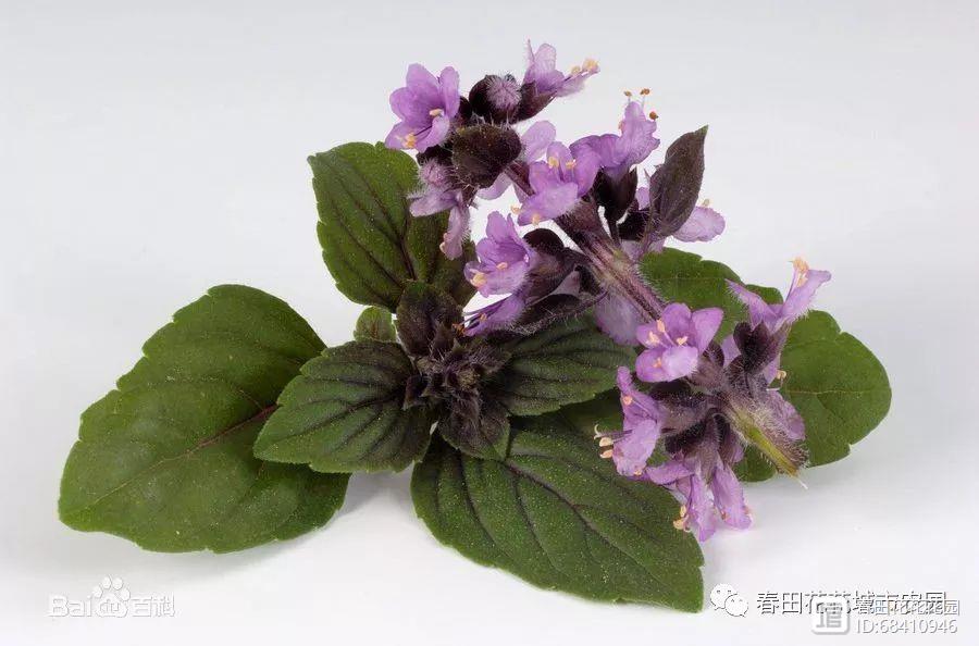 【原】十种极具代表性的香草植物（一）